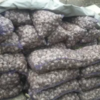 سیر بذری و زیر سورتی