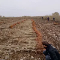 درخت سنوبر نقرا ترکیه وایتالیایی ،شلی ردگل وشلی|گل و گیاه طبیعی|قشلاق دشت, |دیوار