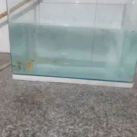 اکواریوم با ماهی و۲عدد پمپ هوا