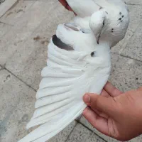 کبوتر ماده|پرنده|تهران, دکتر هوشیار|دیوار