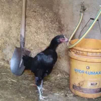 مرغ وخروس لاری اصل|حیوانات مزرعه|نیر (اردبیل), |دیوار