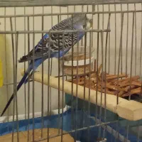 مرغ عشق نر ،دستی و رام،پیدا شده