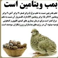 تخم بلدر چین خراکی تازه