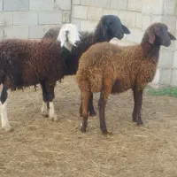 3عددتوقلی و3عددبزغاله ماده گوسفند|حیوانات مزرعه|گرگان, |دیوار