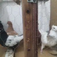 پنج تا ماده جوان رنگی|پرنده|بجنورد, |دیوار