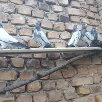 کبوتر پاکستانی|پرنده|ماهدشت, |دیوار