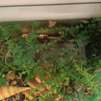 آکواریوم شرکتی محدب|ماهی|مشهد, جاهد شهر|دیوار