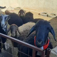 فروش گوسفند