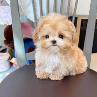 توله سگ ۲۹۰۰ تومان