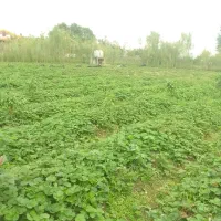 فروش بوته توت فرنگی