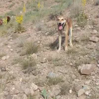 یک نگهبان