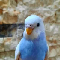 مرغ عشق دستی تازه دونخور