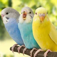 پیدا شده