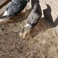 یک جفت دمسفید یک سرور نر