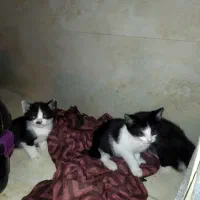 گربه کوچولو