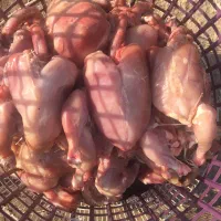 مرغ غذای سگ و گربه|لوازم جانبی حیوانات|گنبد کاووس, |دیوار