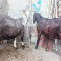 دوراس بزجوان آبستن دوقلو زا ۳۰ میلیون|حیوانات مزرعه|جوانرود, |دیوار
