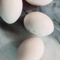 تخم مرغ نطفه دار پا‌کوتاه