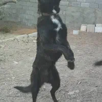 سگ  گمشده سگ مالینویز|حیوانات|ماهدشت, |دیوار