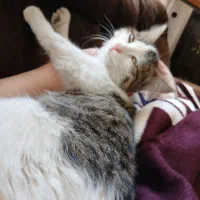 واگذاری گربه نر|گربه|شاهینشهر, فدک|دیوار