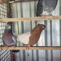 کفتر سینه سرخ معاوضه