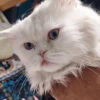 گربه پرشین نر چشم آبی