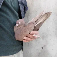 کفتر|پرنده|میاندوآب, |دیوار