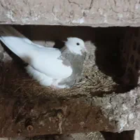 طوقی ماده|پرنده|امیدیه, |دیوار