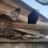 کبوتر|پرنده|نائین, |دیوار