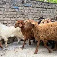 زنده فروشی