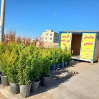 فروش همه نوع نهال اصلاح شده