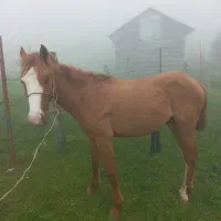 اسب|اسب و تجهیزات اسب‌سواری|تالش, تالش|دیوار