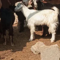 کهر ماده چاق در جم|حیوانات مزرعه|جم, |دیوار