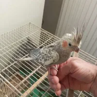 عروس هلندی ماده مرواریدی