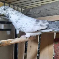 نرماده بوربوری کفتر