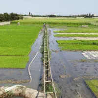 سینی نشا آماده