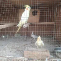 عروس هلندی و کوتوله
