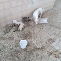 توله سگ پاکوتاه