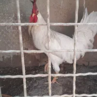 خروس