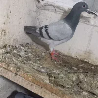 دوبر