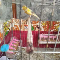 قناری ماده آماده جفت