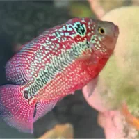 فلاور رد بیس کامفا