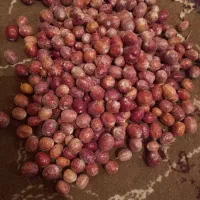 سنجد تازه امسالی|خوردنی و آشامیدنی|بردسیر, |دیوار