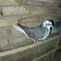 کبوتر پرشی|پرنده|خوانسار, |دیوار