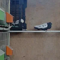 کبوتر سینه معاوضه