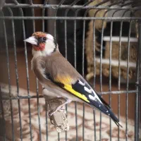 سهره نر جفتی پارسال