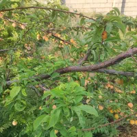 فروش زمین محمد صالحی بهترین موقعیت