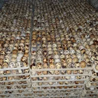 تولید تخم نطفه دار بلدرچین