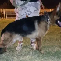 سگ ژرمن شولاین کینگ|سگ|آبادان, |دیوار