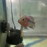 ماهی فلاور|ماهی|زنجان, |دیوار